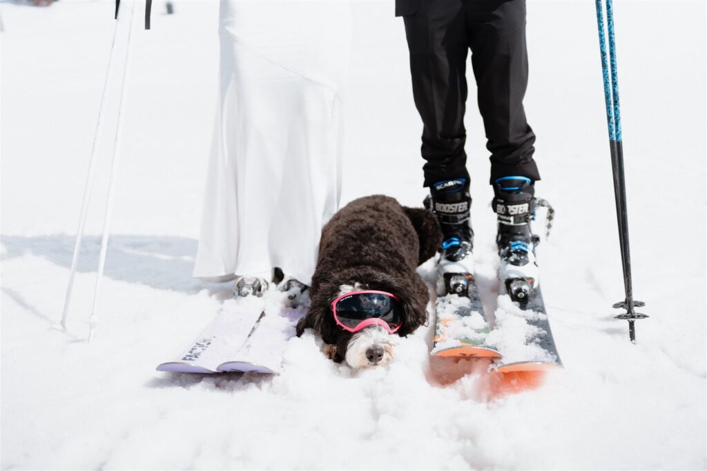 Dog lays by his parents in the snow during their ski elopement