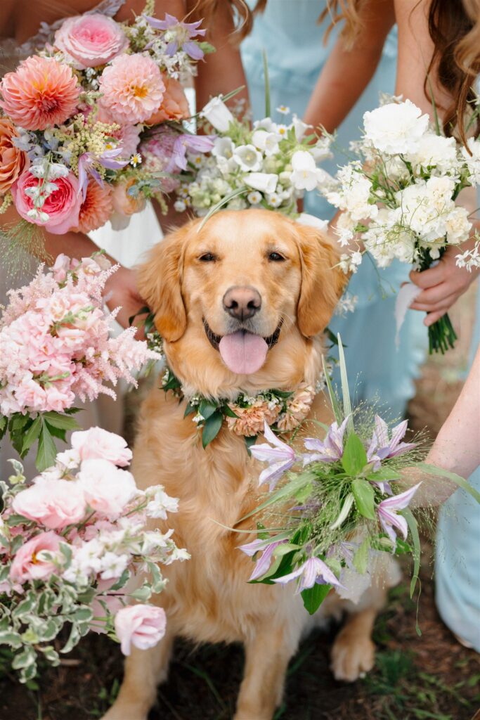 Mountain wedding bridesmaids portraits with their dog, Piper.